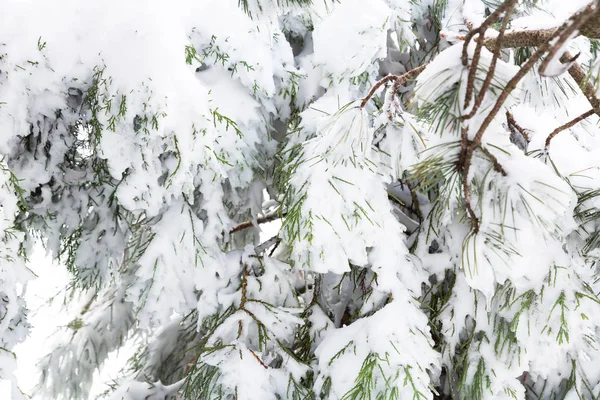 Schnee auf Bäumen — Stockfoto