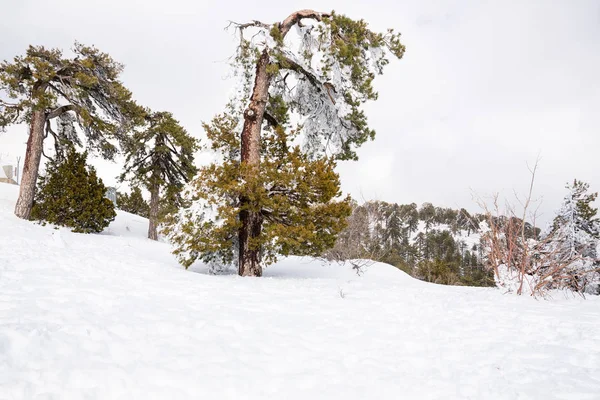 Vinter på Cypern — Stockfoto