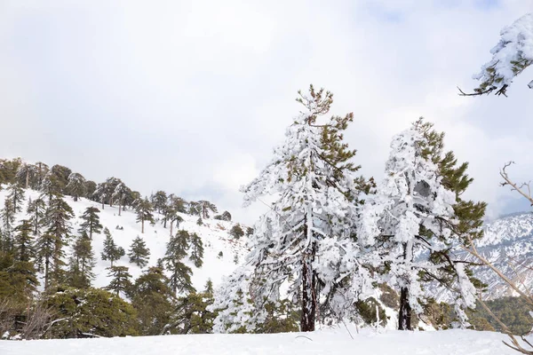 Invierno en Chipre —  Fotos de Stock