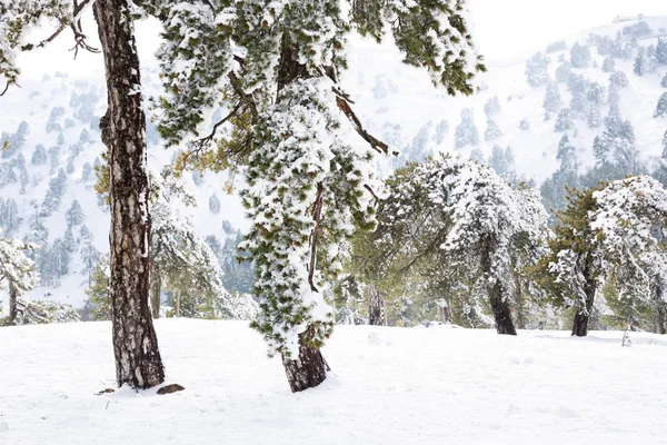 Invierno en Chipre — Foto de Stock