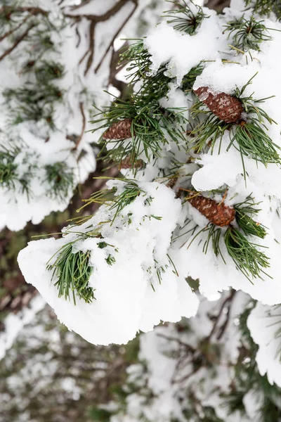 Schnee auf Bäumen — Stockfoto