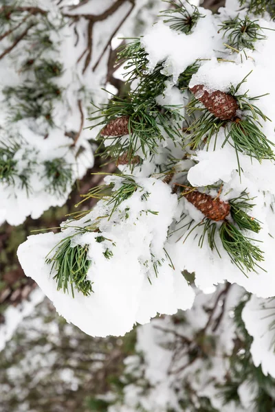 雪在树上 — 图库照片#