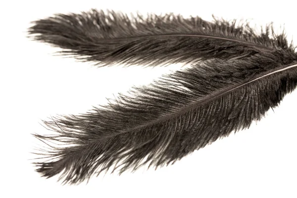 Plumas negras — Foto de Stock