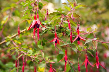 Fuşya çiçekler