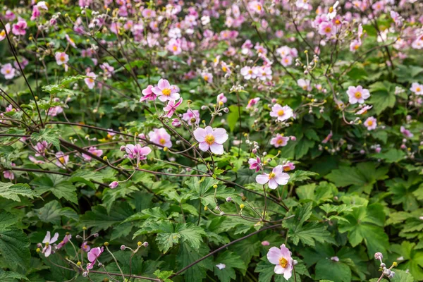 Rosa Blüten — Stockfoto