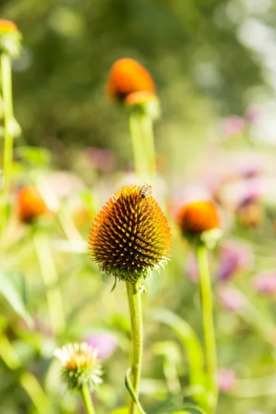 Echinacea purpurea çiçekler — Stok fotoğraf