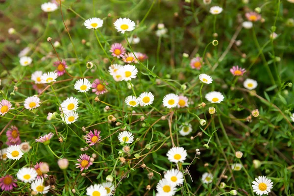 Kleurrijke bloemen — Stockfoto