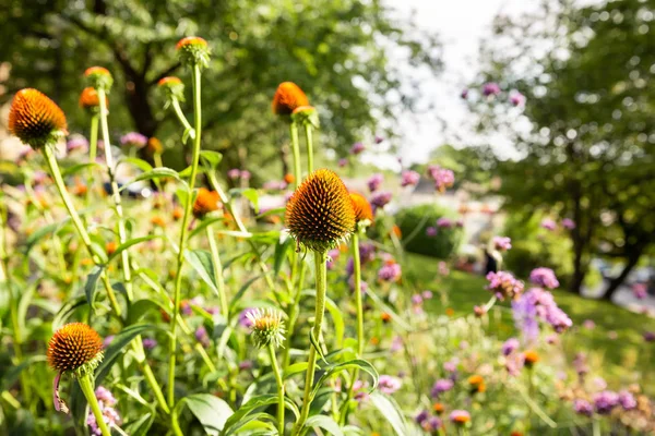 Echinacea purpurea bloemen — Stockfoto