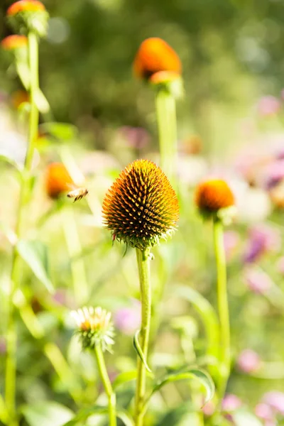 Echinacea Purpurea Çiçekleri Parlak Güneşli Bir Günde Bahçede Yapraksız — Stok fotoğraf