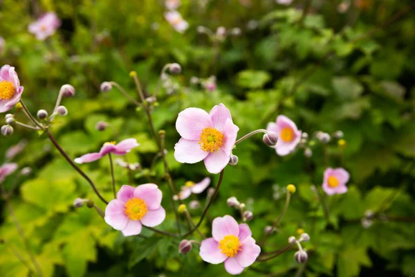 Parlak Güneşli Bir Günde Bahçede Pembe Çiçekler — Stok fotoğraf