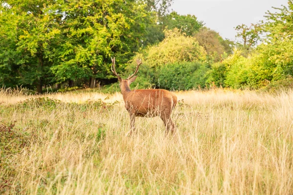 Veado Vermelho Solitário Richmond Park Londres — Fotografia de Stock