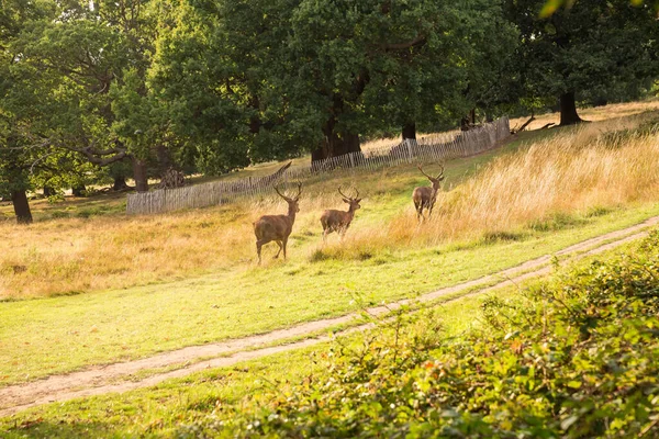 Grupo Veados Corrida Vermelha Richmond Park Londres — Fotografia de Stock