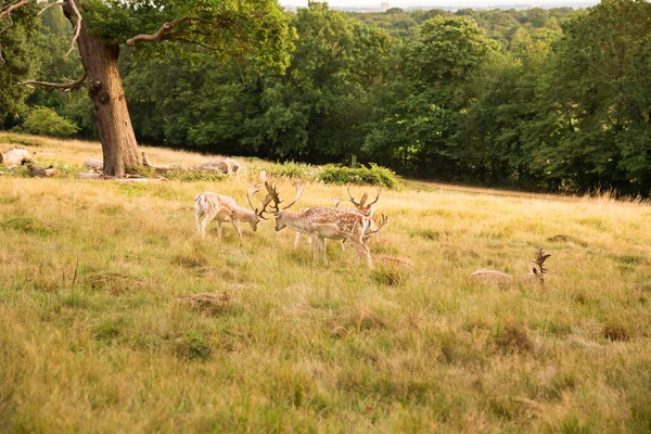 Group Red Spotted Deers Richmond Park London — Stock Photo, Image