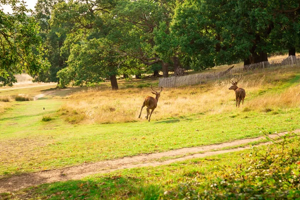 Dois Veados Corrida Vermelha Richmond Park Londres — Fotografia de Stock