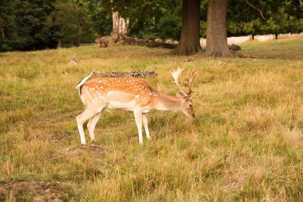 ロンドンのリッチモンド公園に一人で赤い鹿 — ストック写真