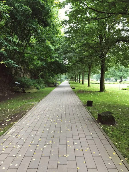 Passarela pavimentada em linha reta no parque de verão urbano — Fotografia de Stock