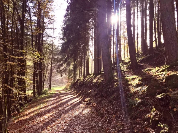 Floresta de abeto natural de outono em Rheinland Pfalz — Fotografia de Stock