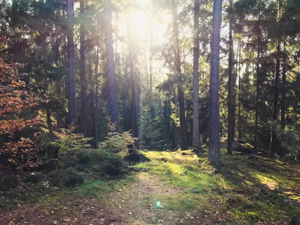 Rheinland Pfalz sonbahar doğal çam ormanda — Stok fotoğraf