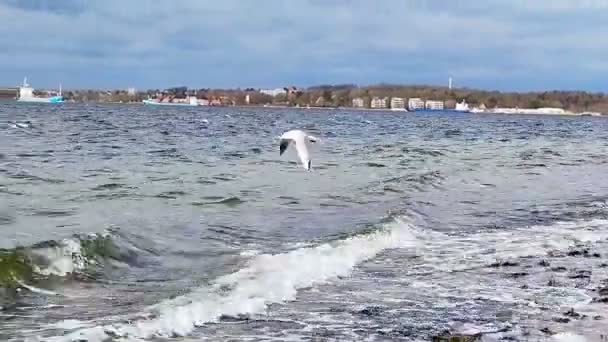 Zeemeeuw Vliegend Het Water Van Oostzee Bij Kiel Fjord Noord — Stockvideo