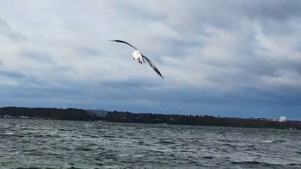 Gaviota Volando Sobre Agua Del Mar Báltico Fiordo Kiel Norte — Vídeos de Stock