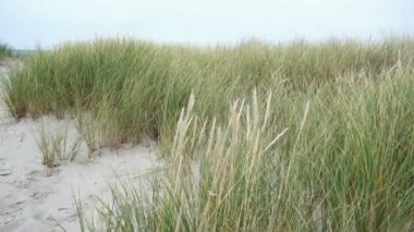 Almanya 'nın kuzeyindeki Baltık kıyısındaki kumsalda yeşil çimenler