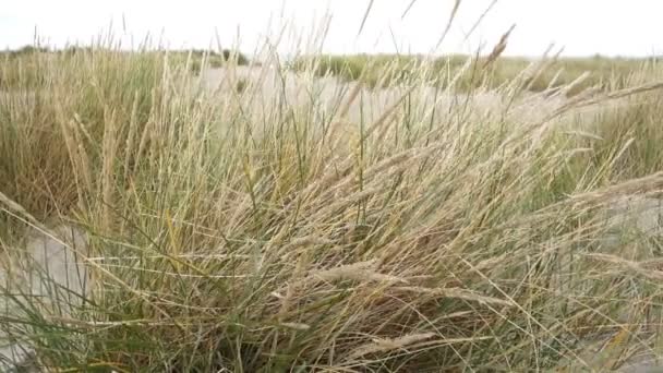 德国北部波罗的海沿岸沙质海岸线上的绿草沙丘 — 图库视频影像