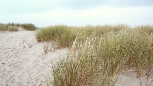 Grünes Gras Sanddünen Der Ostseeküste Norddeutschland — Stockvideo