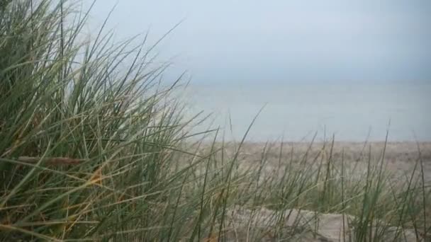 Zelená Tráva Písečných Pobřežních Dunách Pobřeží Baltského Moře Severním Německu — Stock video