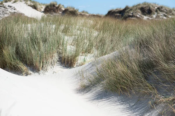 Foto Dunas Praia Areia Branca Costa Alemã Mar Báltico — Fotografia de Stock