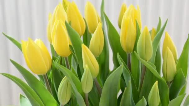 Zeitraffer Eines Bündels Gelber Tulpen Unter Natürlichem Sonnenlicht Über Hellem — Stockvideo