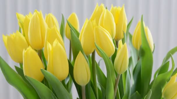 Timelapse Bando Tulipas Amarelas Sob Luz Solar Natural Sobre Fundo — Vídeo de Stock