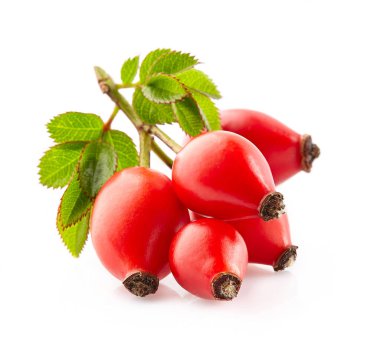 Kuşburnu closeup içinde