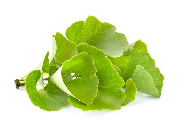 Ginkgo biloba leaves — Stock Photo, Image