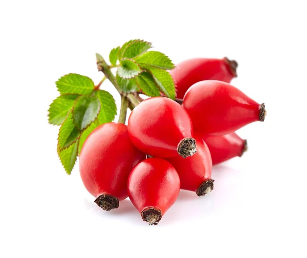 Rose hip met bladeren — Stockfoto