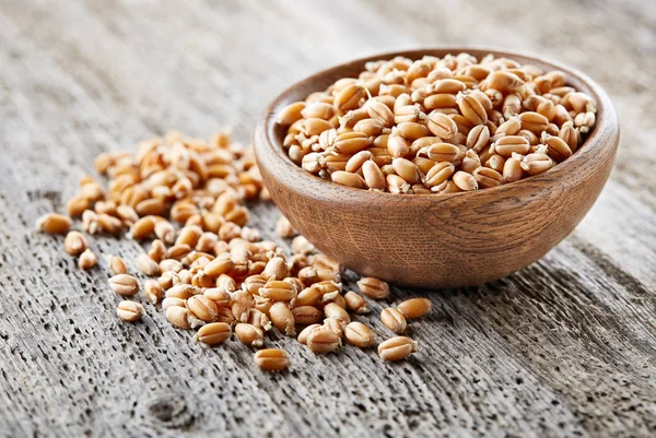 Wheat sprout in closeup — Stock Photo, Image