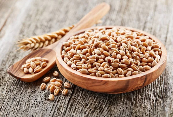 Germoglio di grano con orecchio — Foto Stock