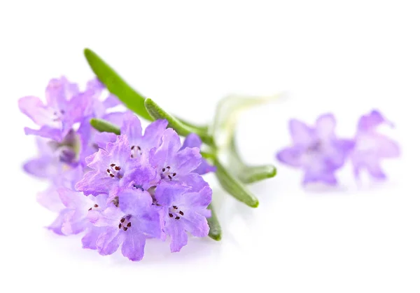 Flores de lavanda em close-up — Fotografia de Stock