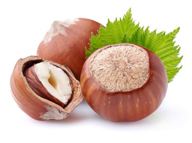 Fındık yapraklarında closeup ile