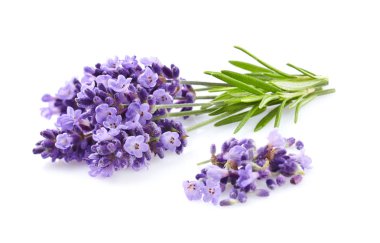 Beyaz bir arka plan üzerinde lavanta bitki