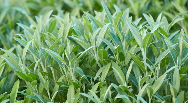 Sage Plant Närbild — Stockfoto