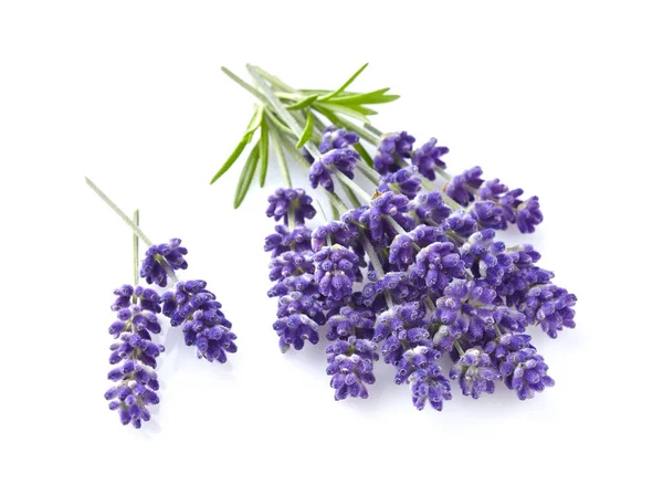 Lavendel mit Blättern — Stockfoto