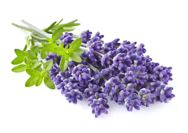 Lavanda Con Timo Primo Piano — Foto Stock