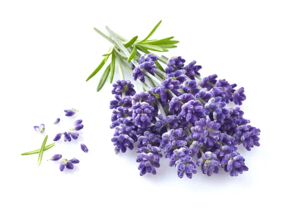Lavendel blommor i närbild — Stockfoto