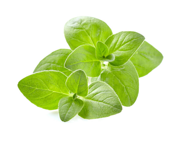 Oregano leaves on white background
