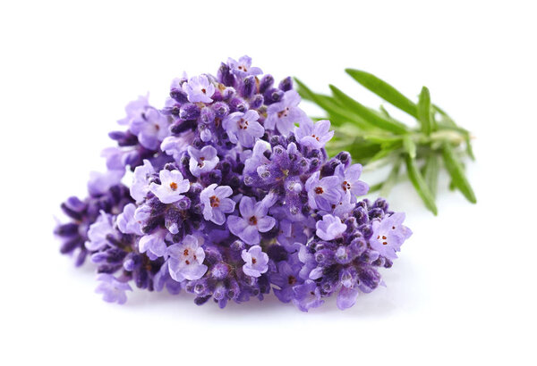 Лавандовые цветы крупным планом
