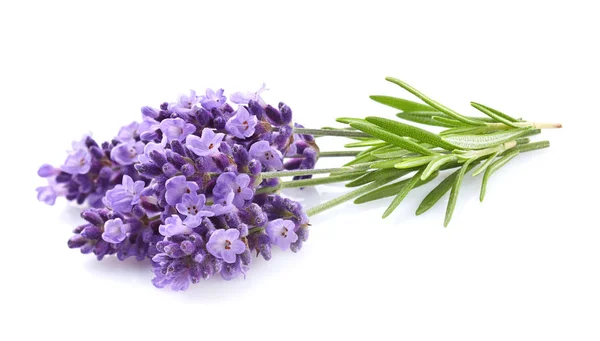 Lavanda com folhas — Fotografia de Stock