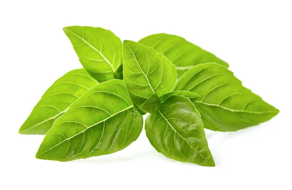 Basil leaves in closeup — Stock Photo, Image