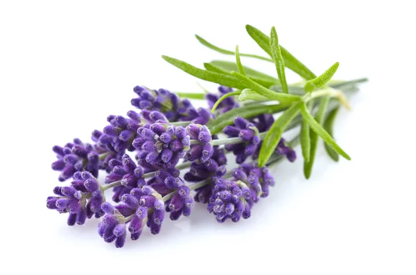 Lavendel med blad — Stockfoto