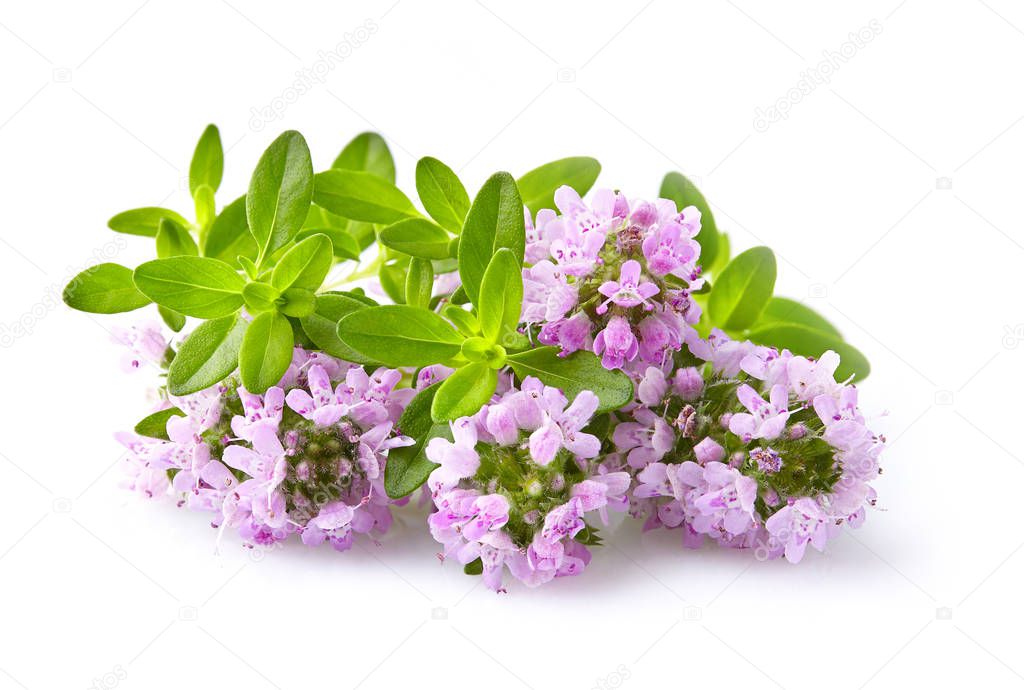 Thyme flowers on a white background