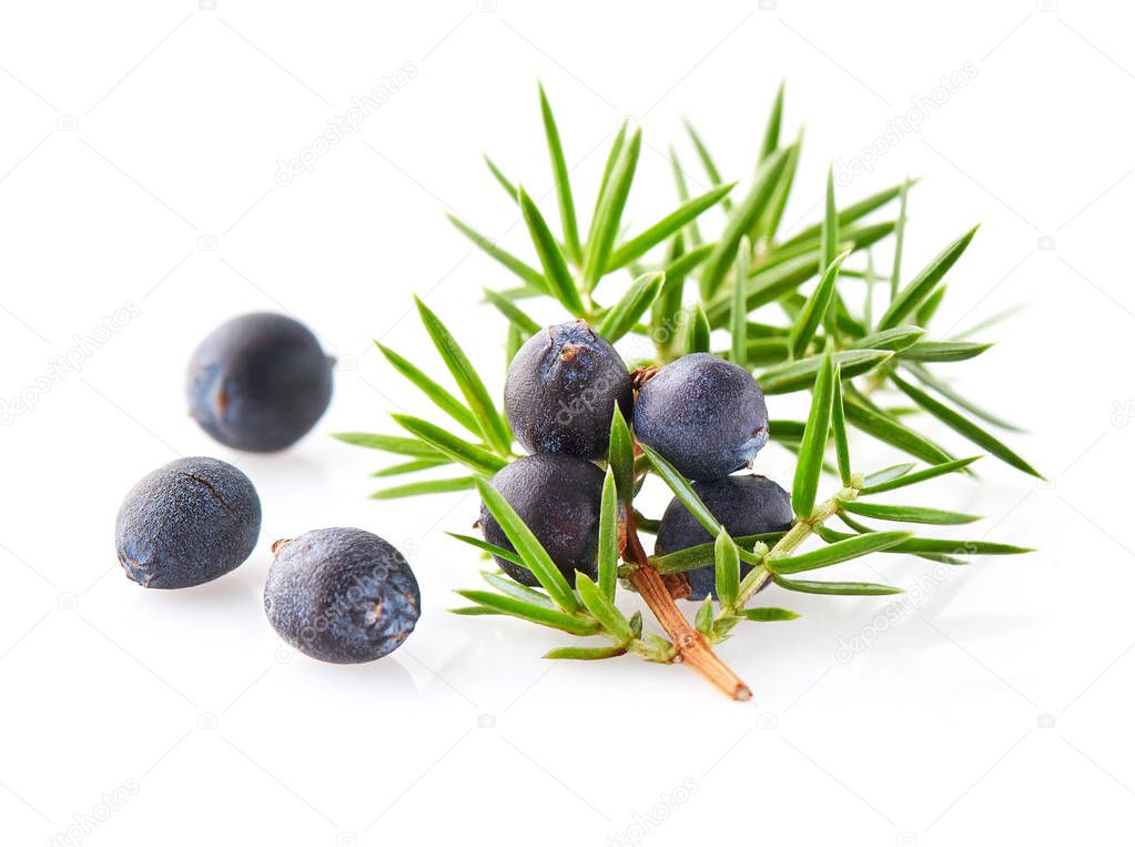 Juniper berry on a white background